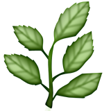 epazote